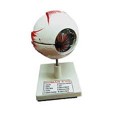 Human Eye Model for Education